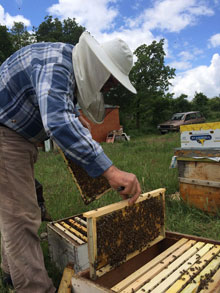 Doğal Çiçek Balı Üretimi