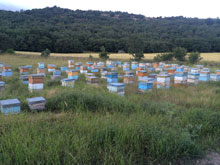 Doğal Çiçek Balı Üretimi 10