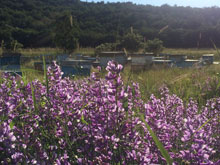 Doğal Çiçek Balı Üretimi 12