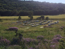 Doğal Çiçek Balı Üretimi 13