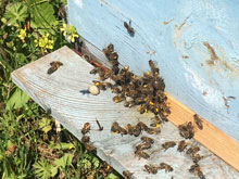 Doğal Çiçek Balı Üretimi 14