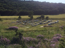 Doğal Çiçek Balı Üretimi 15