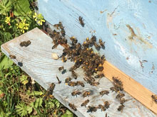 Doğal Çiçek Balı Üretimi 16