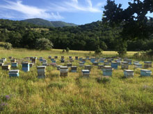 Doğal Çiçek Balı Üretimi 17