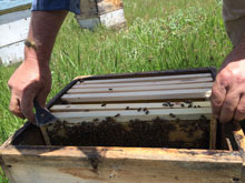 Doğal Çiçek Balı Üretimi 18