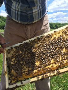 Doğal Çiçek Balı Üretimi 2
