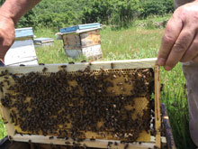 Doğal Çiçek Balı Üretimi 3