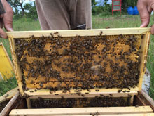 Doğal Çiçek Balı Üretimi 4