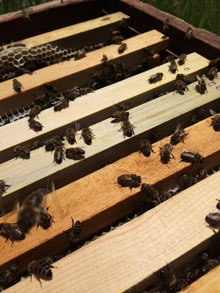 Doğal Çiçek Balı Üretimi 5