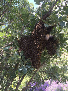 Doğal Çiçek Balı Üretimi 6