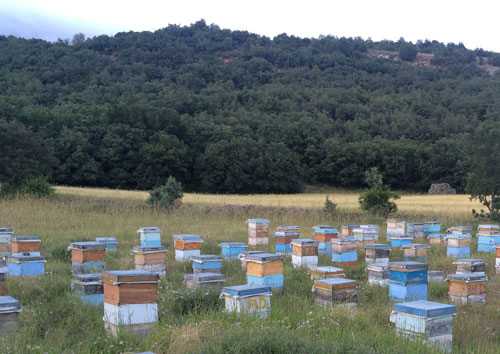 Doğal Çiçek Balı Üretimi